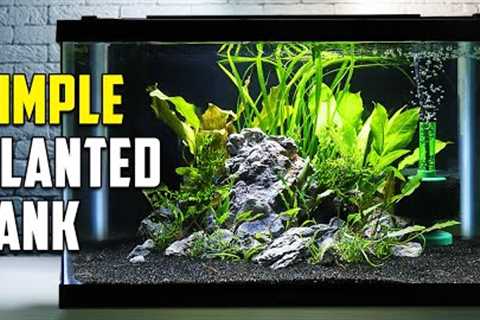 How To Build A Beautiful Planted Tank For Fish (Easy)