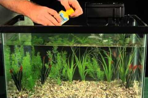 Introducing Fish to Your Aquarium