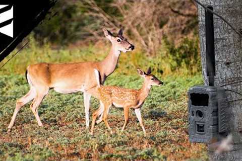 Why You Should Be Running Trail Cameras For Fawns!