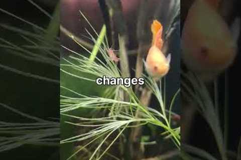 Water Changes can kill your Fish? #shorts