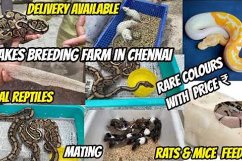 Snakes Breeding Farm in Chennai 🐍😨 || Price || Delivery || A to Z Caring Tips🐀 @PetsAt