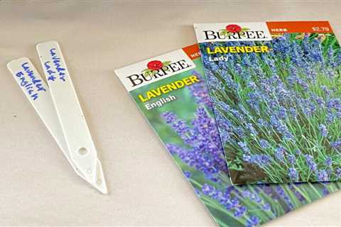 Lavender Seeds: Growing them from seeds
