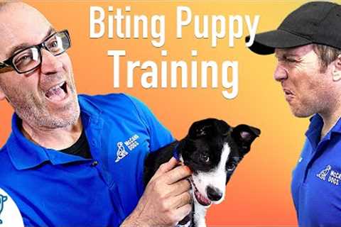 How To Prevent Your Puppy From Biting - Professional Dog Training Tips