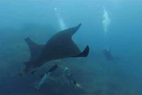 Mexico Trip to Socorro: Scuba Diving Trip on Liveaboard