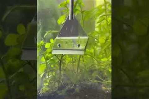 I Didn’t Clean My Fish Tank for 1 MONTH…