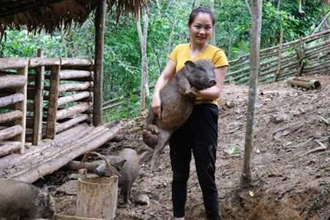 Building a Cabin House for Pigs | Prepare the barn for Mating and Reproduction | Primitive Skills