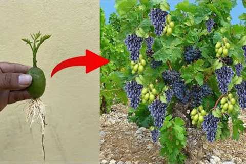 Unique skill planting grape with amazing technique get a lot of fruits