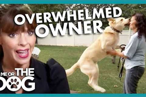 Overwhelmed Owner is Making Dog's Behavior WORSE! | It's Me or The Dog