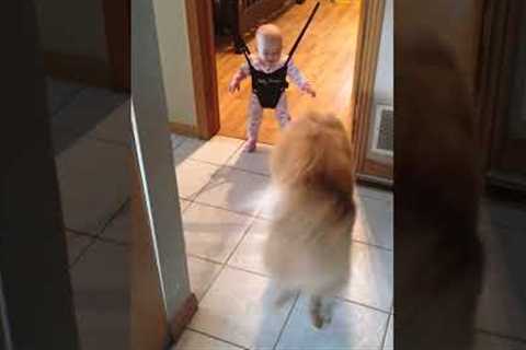 Funny Dog Teaches Baby How to Bounce in Swing!