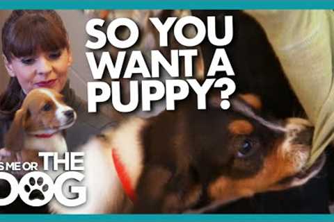 A Beginners Guide to Puppy Training (And Picking the Right Dog for You!) | It's Me or the Dog