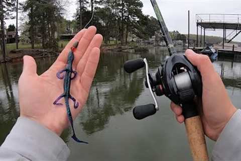 Lake Lanier Bass LOVE the Lizard!!