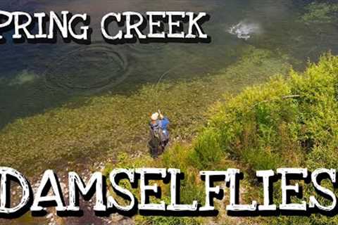 Spring Creek Damselfly Hatch - Cruising &amp; Searching Rainbow &amp; Brown Trout Fly Fishing