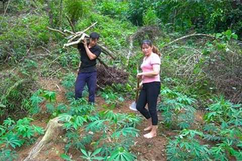 The two brothers worked together to make cassava grass and collect firewood - Forest life skills