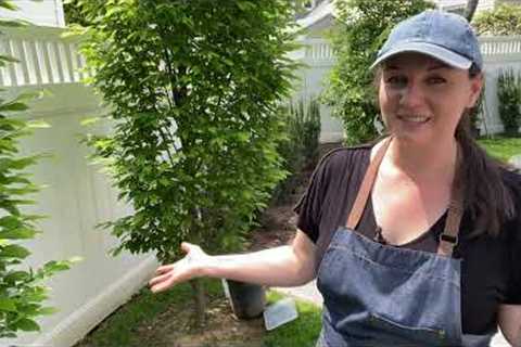 🌲 Small Garden Design and Construction - Project Update - Planting Yews 🌲