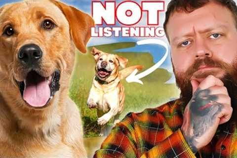 How To Train A Dog That Won't Listen To You
