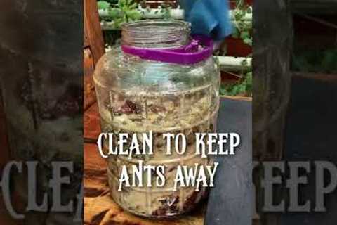Make your own fertilizer | Fermented Plant Juice