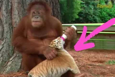 When Animals Become Unlikely Friends HEARTWARMING