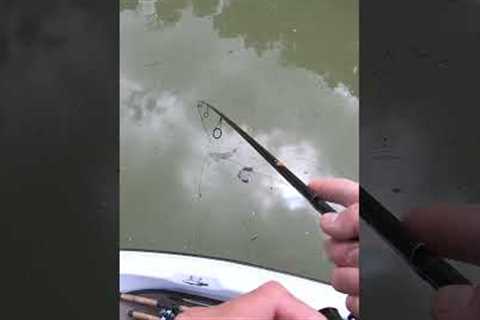 White Bass Fishing Lake Nacimiento, Ca