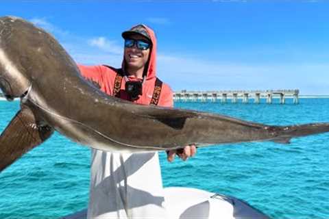 $20,000 Fish Going Extinct...Catch Clean &amp; Cook Cobia