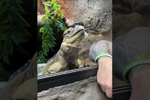 Sharing a Banana With My Iguana
