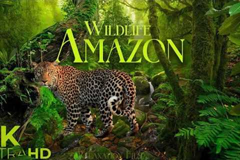 Amazon Wildlife • 4K Animals of the Amazon rainforest • Peaceful Relaxing Music • Nature Video HD