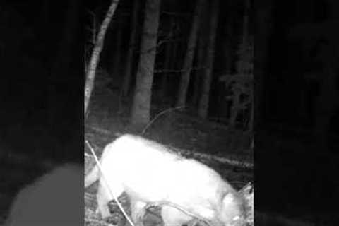 Trail camera sneaky Cougar #shorts