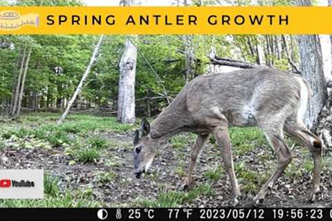 Whitetail Buck Spring Antler Growth | Trail Cam Videos