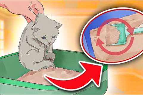How To “LITTER TRAIN” Little Kittens In Simple 6 Steps [IT REALLY WORKS!!!]