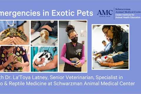 Emergencies in Rabbits, Reptiles, Birds, Ferrets, and other Exotic Pets with Dr. La'Toya Latney