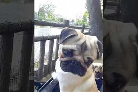 Dogs who want to ride a boat ⛵                    #animals #viral #asmr #shorts #youtubeshorts #fyp