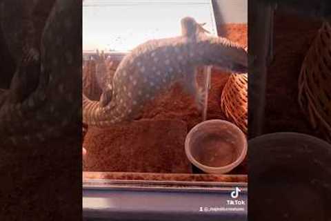 Flying Savannah #Monitor #lizard #reptile #fy #fyp #short #pet #pets #animals #exotic #monitorlizard