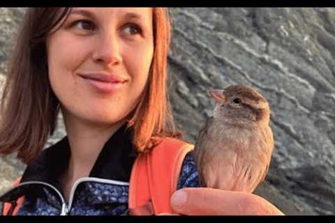 Couple rescues wild sparrow. Now she refuses to leave.