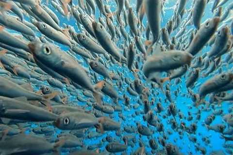 Revolutionary Underwater Camera System for Fishermen and Diving Enthusiasts