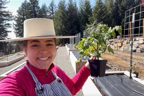 The secret to growing the BEST tomato plant!