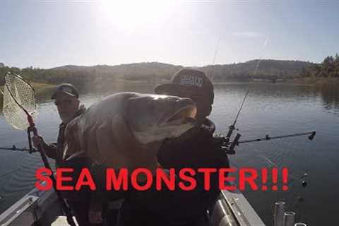 Fishing for Kings and Rainbows at Folsom Lake
