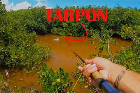 Fly Fishing for Tarpon in the Mangroves