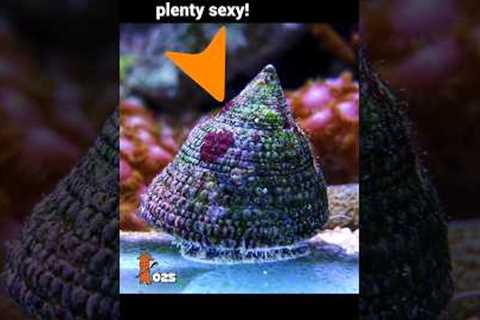 TOP 5 Clean Up Crew for a 70 Gallon Saltwater Aquarium!