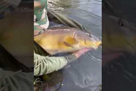 Releasing a banger of a 20 from the low stock club lake