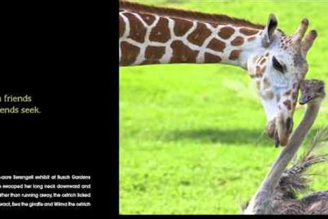 Friends: True Stories of Extraordinary Animal Friendships by Catherine Thimmesh