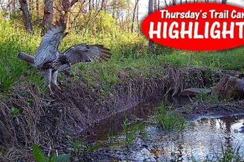 Hawk Landing Zone, Gimpy Buck, and Nighttime Coyote: Thursday's Trail Cam Highlights 5.18.23