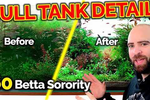 60 BETTA SORORITY | Full Tank Detail  (3 Months NEGLECTED!!)