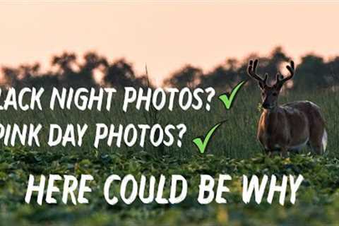 Why Are My Trail Camera's Taking Black Night Photos &amp; Pink Day Pictures? Here Could Be Why