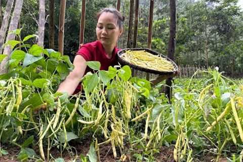 Harvest yellow beans at the farm, Cook a delicious meal and plant care | Primitive skills