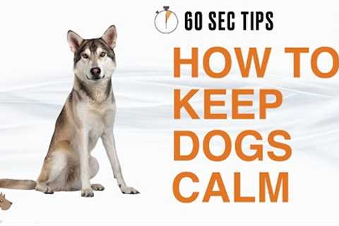 HOW TO KEEP YOUR DOG CALM - 60 SEC Dog Training Tips #17