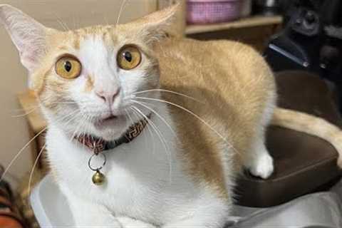 Cute Animals Video😂Videos of funny cats and kittens for a good mood!
