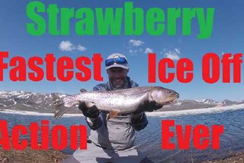 Strawberry - The fastest ice off fly fishing action I have ever experienced. Part 1