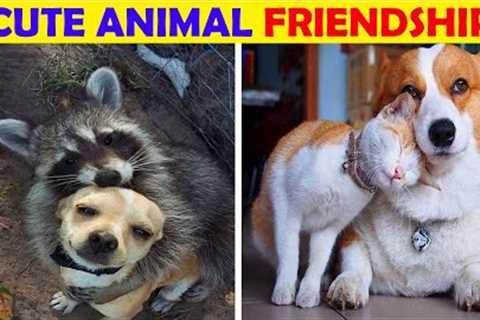 Best animal friendships in the world that will make your day better