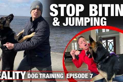 I HAVE to get this dog to STOP BITING &amp; JUMPING! REALITY Dog Training.