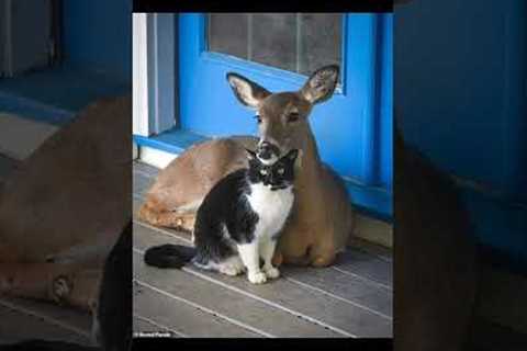 Adorable Unlikely Animal Friendships Melt Your Heart #dogs #animals #viral #friendship #love
