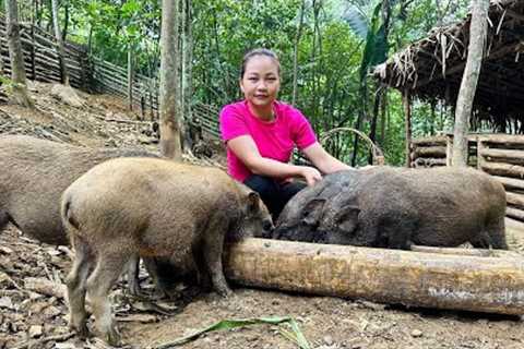 Primitive Skills: Feed pigs, feeding fish, chickens, Harvest wild fruits to make medicine